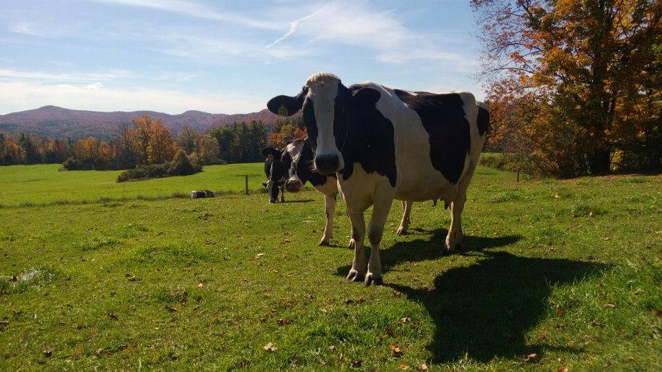 Non-Toxic Wood Cleaner  Vermont Natural Coatings